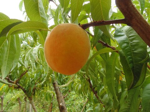 images/stories/virtuemart/product/DSC00153 (Custom)